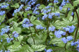 Brunnera macrophylla (Bare root) perennial - Caribbean garden seed