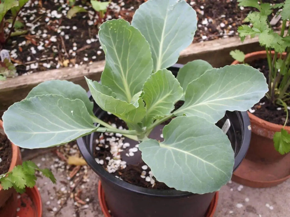 Brunswick Cabbage - Brassica oleracea, Hardy Heirloom. vegetable - Caribbeangardenseed