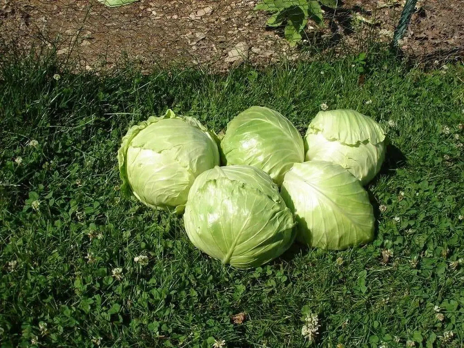 Brunswick Cabbage - Brassica oleracea, Hardy Heirloom. vegetable - Caribbean garden seed