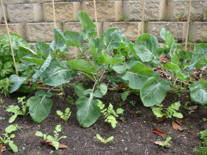 4 Poor Brussel Sprouts Live Plants