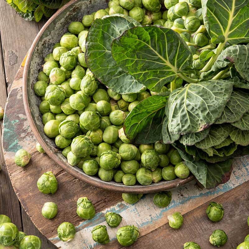 4 Poor Brussel Sprouts Live Plants