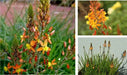 Bulbine frutescens ( live Starter Plant) Perennial succulent - Caribbean garden seed