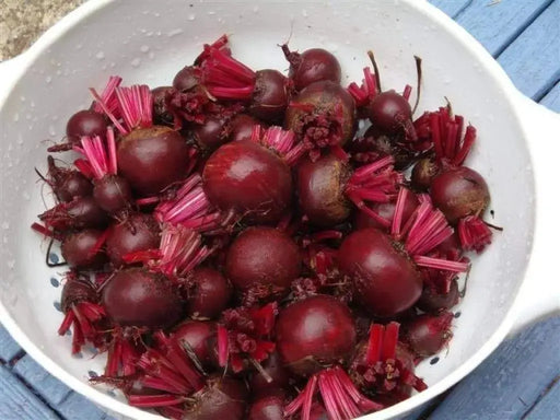 BULL'S BLOOD BEETS SEED, Vegetable , salad or microgreens. - Caribbeangardenseed