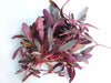 BULL'S BLOOD BEETS SEED, Vegetable , salad or microgreens. - Caribbeangardenseed