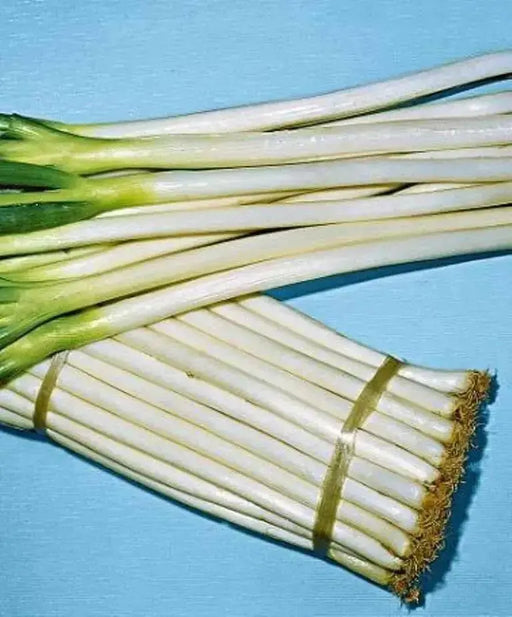 Bunching Onion SEEDS "Ishikura Improve" Asian Vegetables - Caribbean garden seed