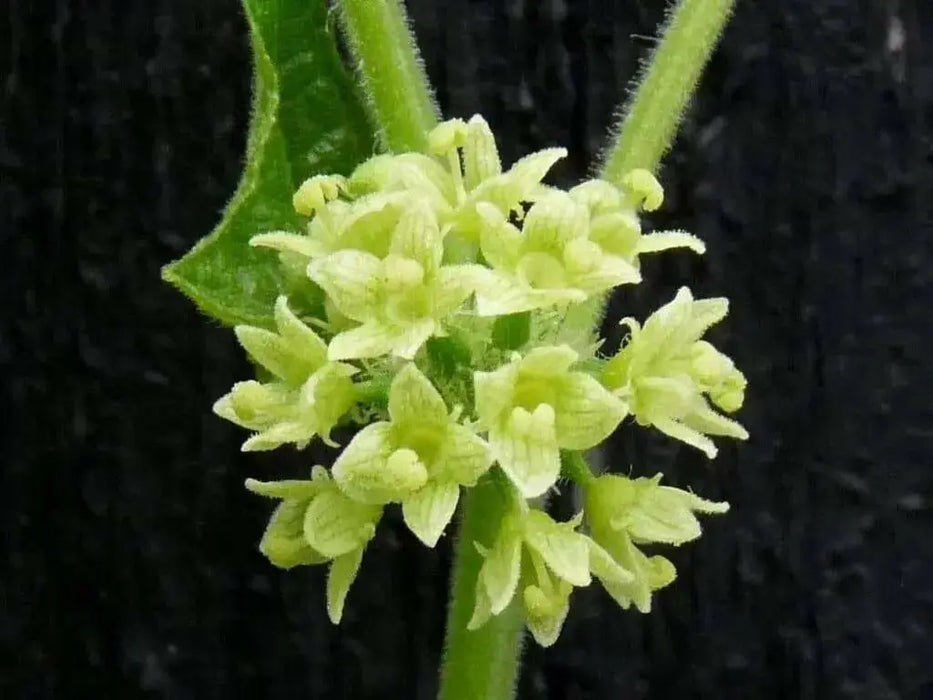 bur cucumber  seeds( Sicyos Angulatusr )Rare vene - Caribbean garden seed