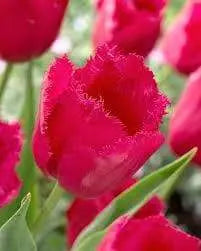 burgundy lace tulip bulbs, Shipping now! - Caribbeangardenseed