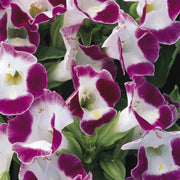 Burgundy Wishbone Flower - 25 Seeds - Caribbean garden seed