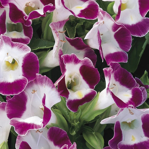 Burgundy Wishbone Flower - 25 Seeds - Caribbean garden seed