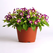 Burgundy Wishbone Flower - 25 Seeds - Caribbean garden seed