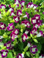 Burgundy Wishbone Flower - 25 Seeds - Caribbean garden seed