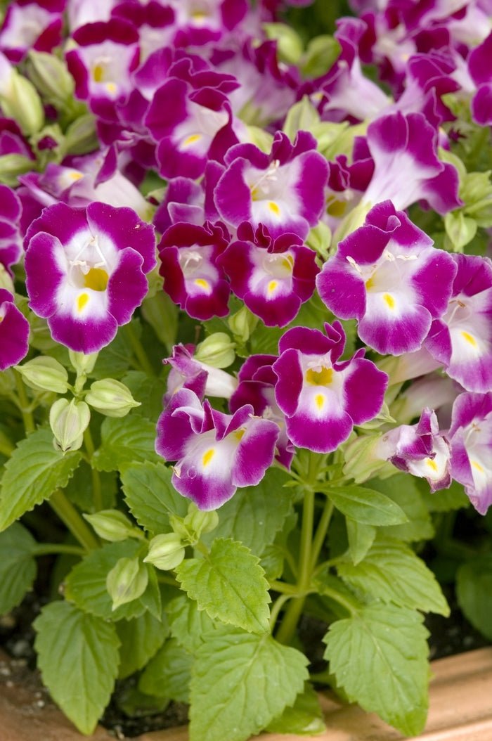 Burgundy Wishbone Flower - 25 Seeds - Caribbean garden seed