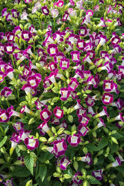 Burgundy Wishbone Flower - 25 Seeds - Caribbean garden seed