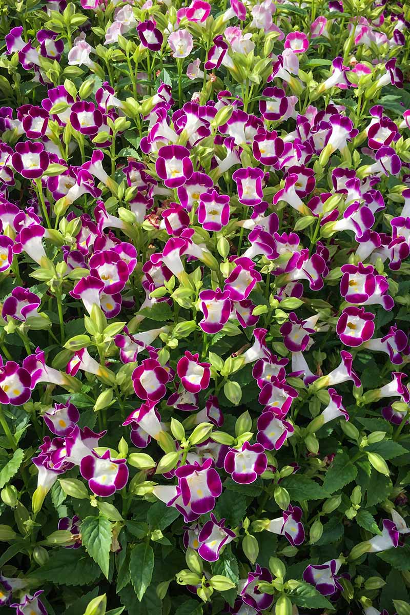 Burgundy Wishbone Flower - 25 Seeds - Caribbean garden seed