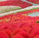 Burning Grass Seeds - Kochia Scoparia - RED ,Ornamental Grass - Caribbeangardenseed