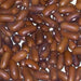 Burpee Stringless Bean Seeds. Meaty, juicy and has exceptional flavor. - Caribbeangardenseed