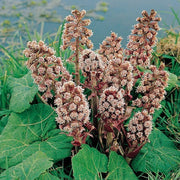 Butterbur Seeds, (Petasites hybridus) - Caribbean garden seed