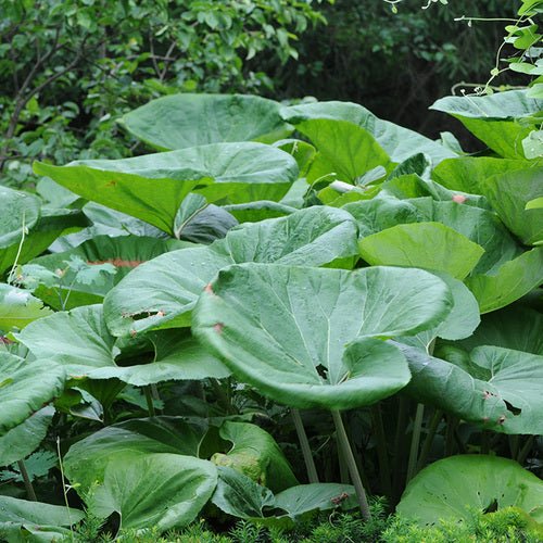 Butterbur Seeds, (Petasites hybridus) - Caribbean garden seed