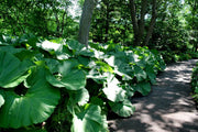 Butterbur Seeds, (Petasites hybridus) - Caribbean garden seed