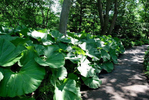 Butterbur Seeds, (Petasites hybridus) - Caribbean garden seed