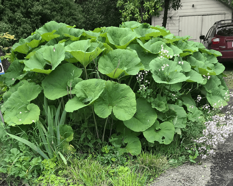 Butterbur Seeds, (Petasites hybridus) - Caribbean garden seed