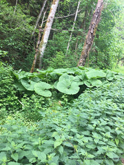 Butterbur Seeds, (Petasites hybridus) - Caribbean garden seed