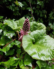 Butterbur Seeds, (Petasites hybridus) - Caribbean garden seed