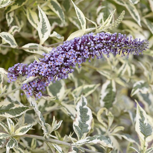 Butterfly Bush -  Buddleia 'Butterfly Gold - Caribbean garden seed