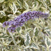 Butterfly Bush -  Buddleia 'Butterfly Gold - Caribbean garden seed