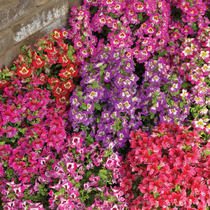 Butterfly Flower Seeds ( Schizanthus x Wisetonensis) Angel Wings, ANNUAL - Caribbeangardenseed