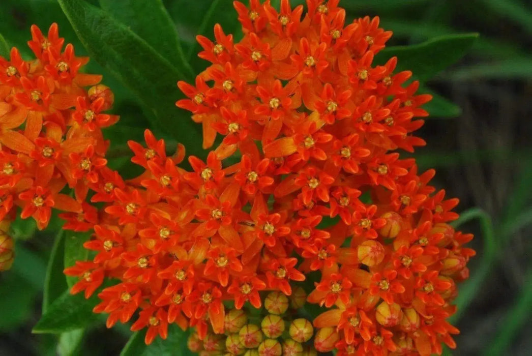 Butterfly MilkWeed Seeds (Asclepias Tuberosa) Attract bees, butterflies,humming - Caribbeangardenseed