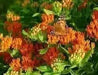 Butterfly MilkWeed Seeds, PERENNIAL FLOWERS - Caribbean garden seed