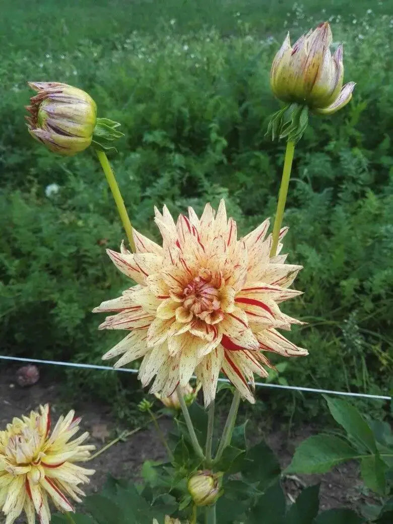 Dahlia Cactus 'Hy Pimento'( Tuber/Plant ) PERENNIAL - Caribbean garden seed