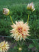 Dahlia Cactus 'Hy Pimento'( Tuber/Plant ) PERENNIAL - Caribbean garden seed