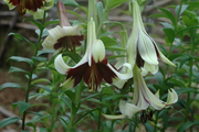 Nepal Lily SEEDS - Lilium nepalense - Caribbean garden seed