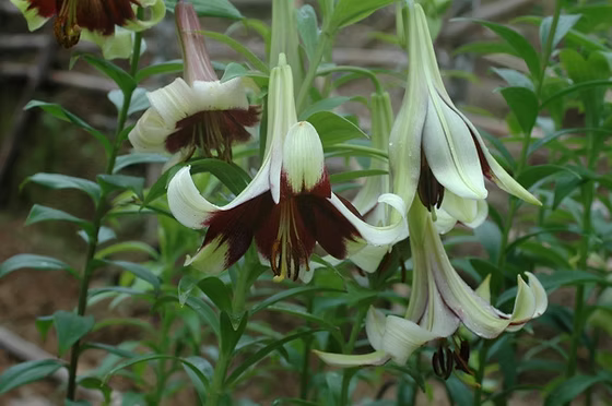 Nepal Lily SEEDS - Lilium nepalense - Caribbean garden seed