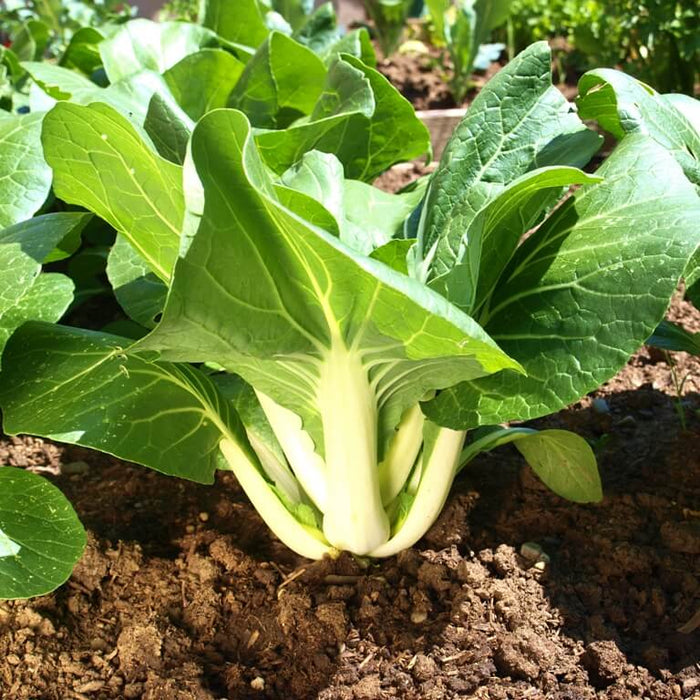 Cabbage Seeds - Dwarf Pak Choi - Caribbean garden seed