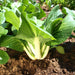 Cabbage Seeds - Dwarf Pak Choi - Caribbean garden seed