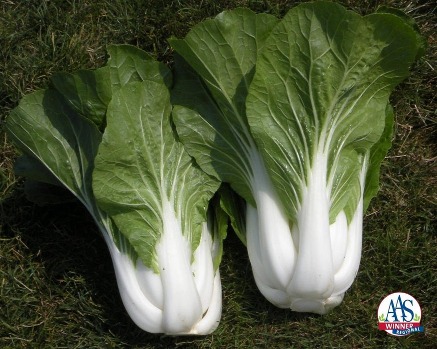 Cabbage Seeds - Dwarf Pak Choi - Caribbean garden seed