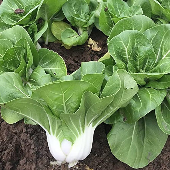 Cabbage Seeds - Dwarf Pak Choi - Caribbean garden seed