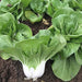 Cabbage Seeds - Dwarf Pak Choi - Caribbean garden seed