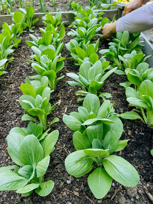 Cabbage Seeds - Dwarf Pak Choi - Caribbean garden seed
