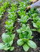 Cabbage Seeds - Dwarf Pak Choi - Caribbean garden seed