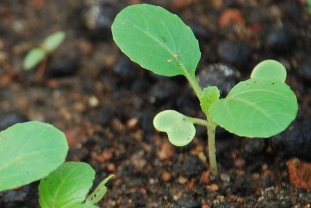 Cabbage Seeds - Dwarf Pak Choi - Caribbean garden seed