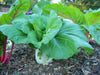 DWARF Pak Choi Seeds  (4-6", Hybrid, Heat Tolerant) ASIAN VEGETABLE - Caribbean garden seed