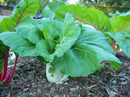 DWARF Pak Choi Seeds  (4-6", Hybrid, Heat Tolerant) ASIAN VEGETABLE - Caribbean garden seed