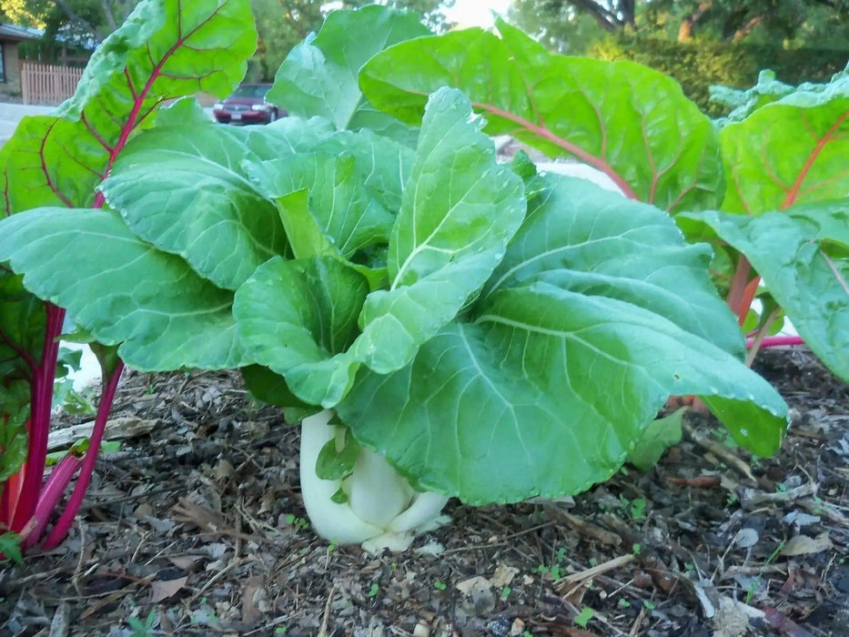 DWARF Pak Choi Seeds  (4-6", Hybrid, Heat Tolerant) ASIAN VEGETABLE - Caribbean garden seed