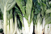 Cabbage, Seeds, Pak Choi -  Taisai - Caribbean garden seed