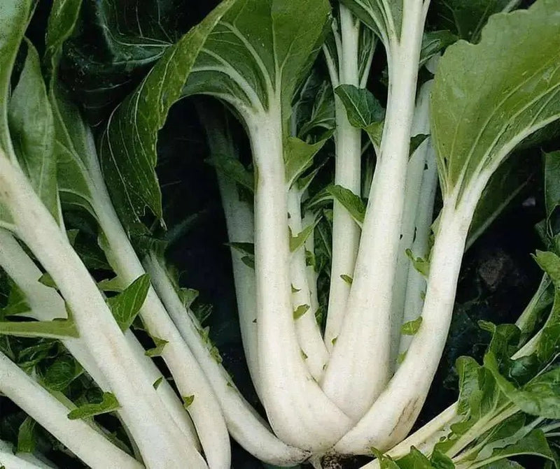 Long Bok Choi Seeds - Taisai - White Stem, Asian Vegetable - Caribbean garden seed