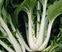 Long Bok Choi Seeds - Taisai - White Stem, Asian Vegetable - Caribbean garden seed